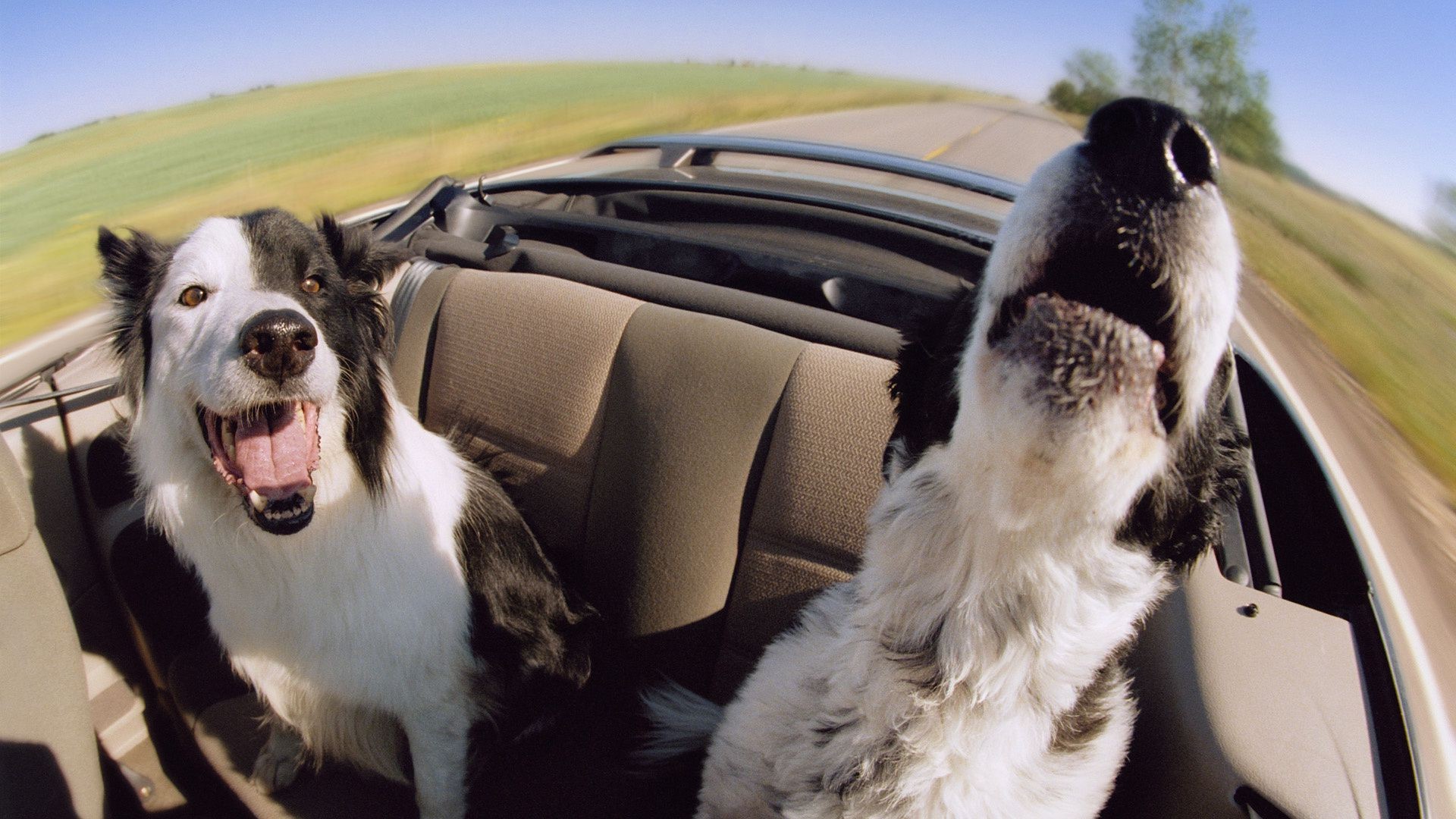 собаки собака млекопитающее портрет кинолог на открытом воздухе милые просмотр один пэт животное дружба автомобиль смешно
