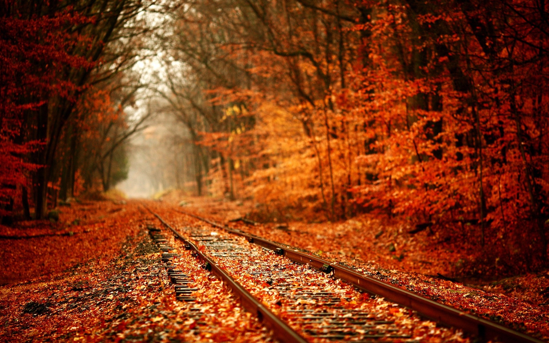 autumn fall wood guidance tree leaf light road travel landscape outdoors color nature forest railway