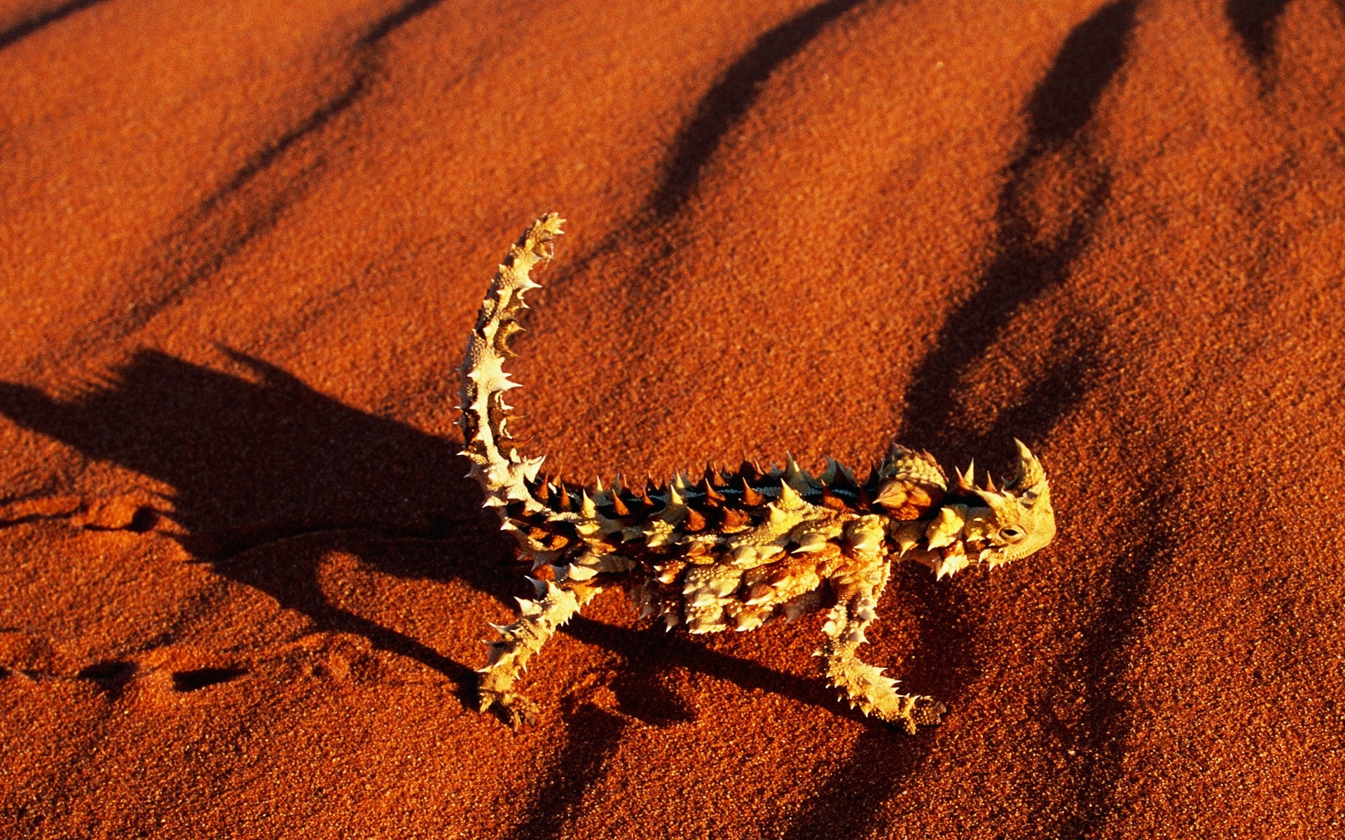 reptiles et grenouilles sable nature gazebo un la faune lézard désert à l extérieur