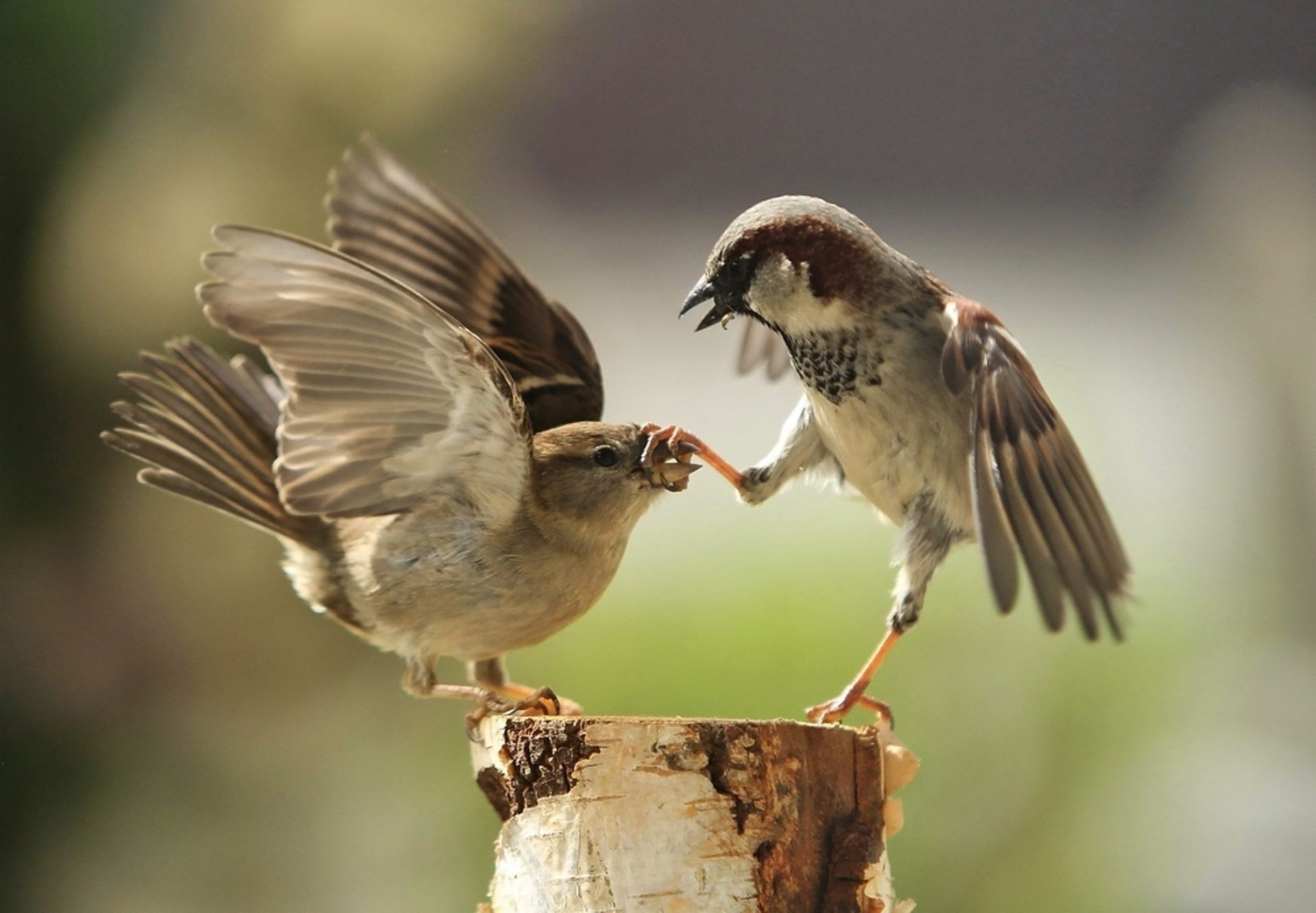 animaux oiseau la faune la nature animal avian en plein air sauvage bec chant moineau observation des oiseaux peu plume aile ornithologie voler vol un