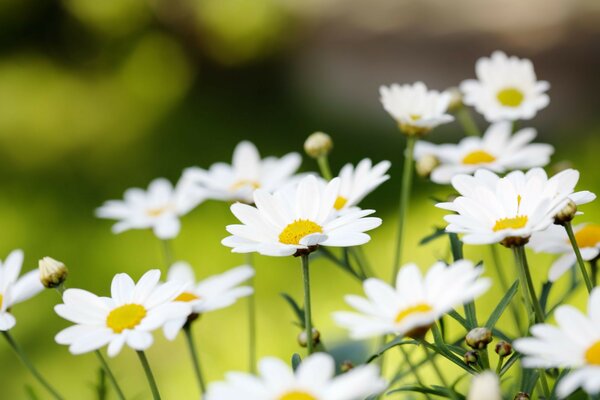 Summer daisies on a green field