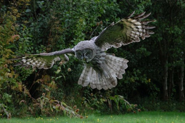 An owl in flight over a clearing