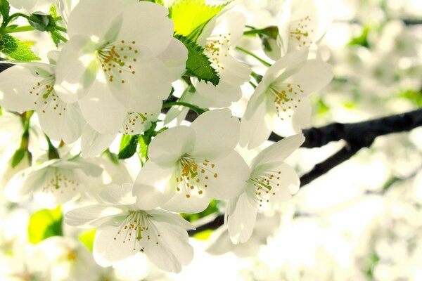 Cherry blossoms on a twig