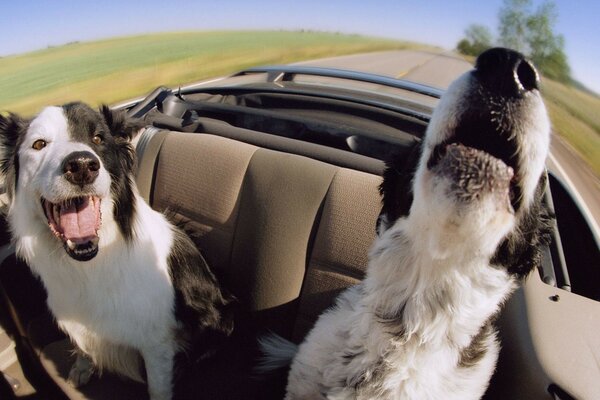 Viaje en el convertible de dos mejores amigos