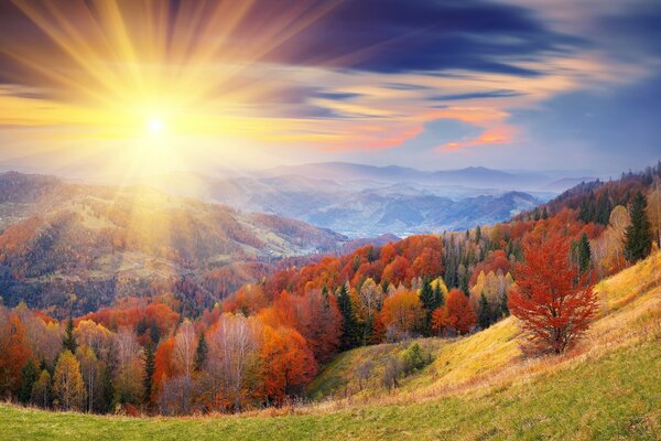 Automne multicolore dans la forêt