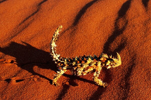 A spiny lizard runs across the red sand