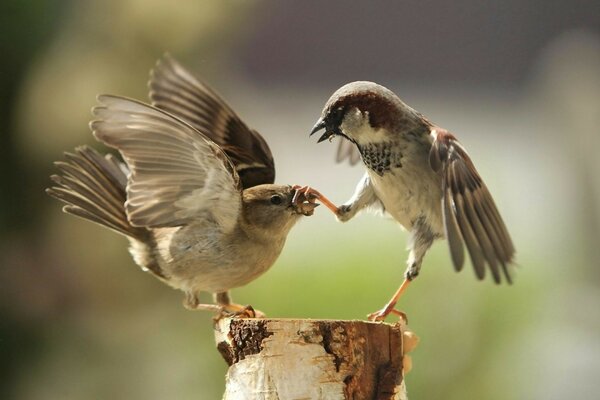 Vogelkämpfe in freier Wildbahn