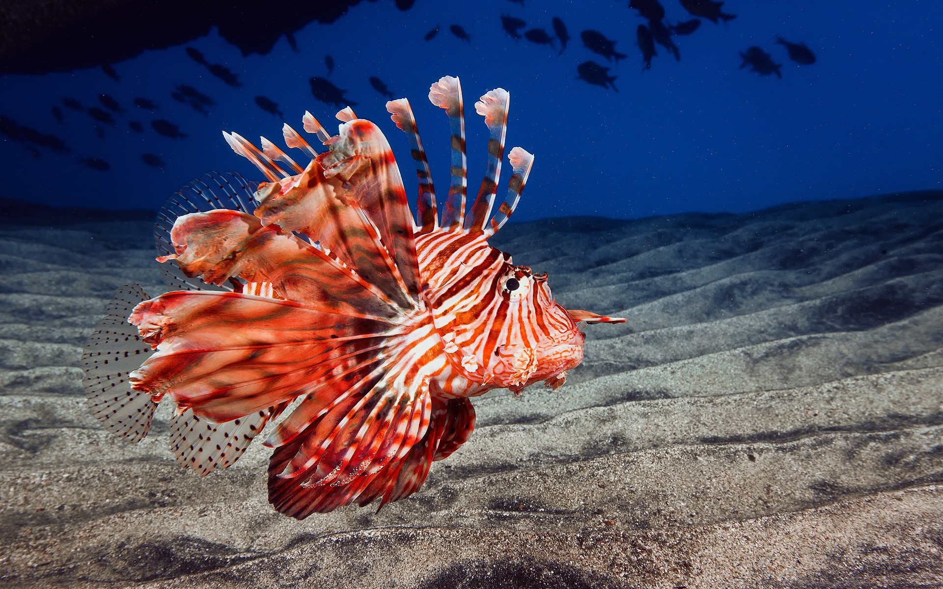 amphibians sea ocean tropical nature underwater water exotic outdoors fish color deep sea fish background desktop