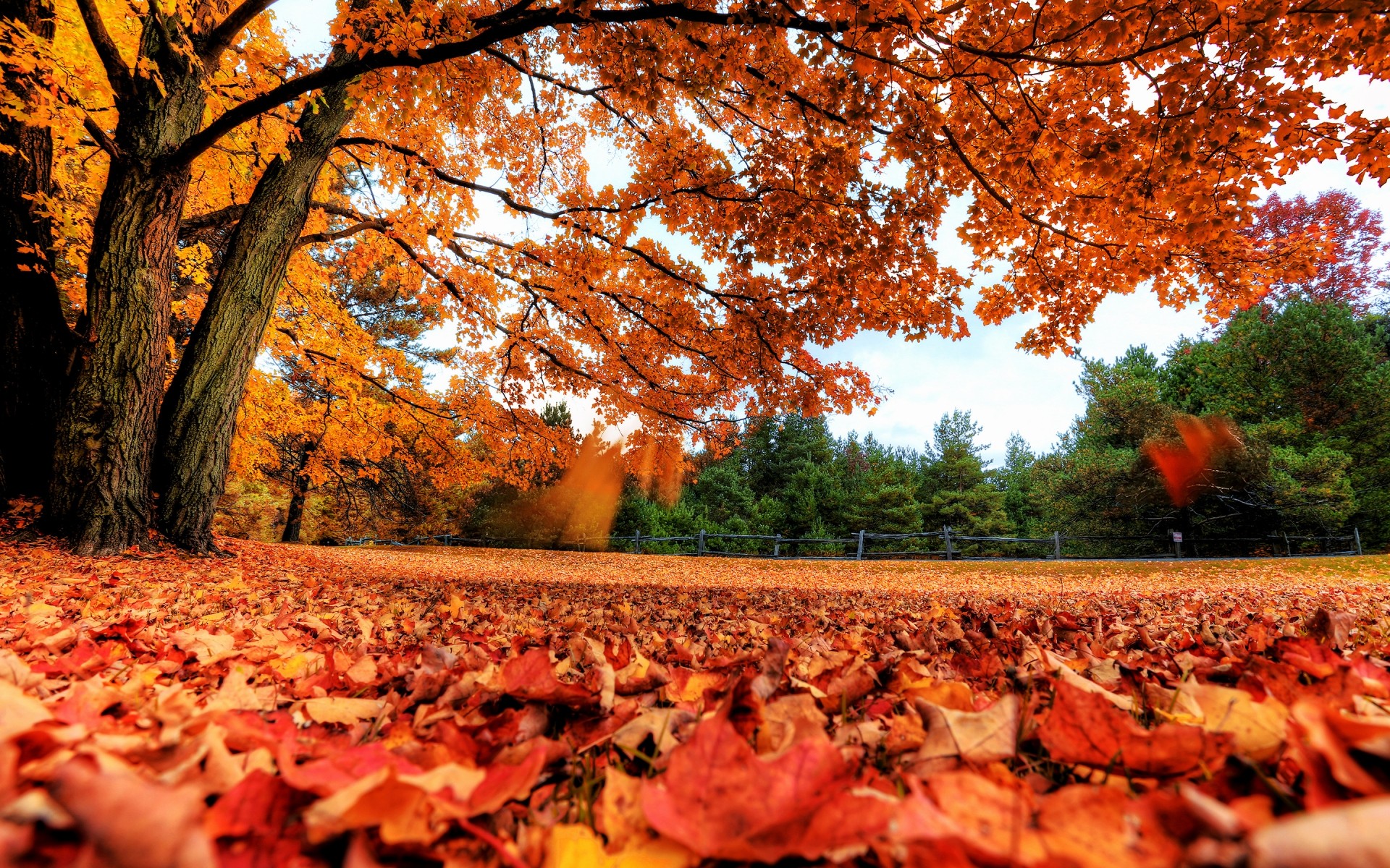 autumn fall tree leaf outdoors landscape park nature maple scenic wood season gold environment color dawn fair weather forest