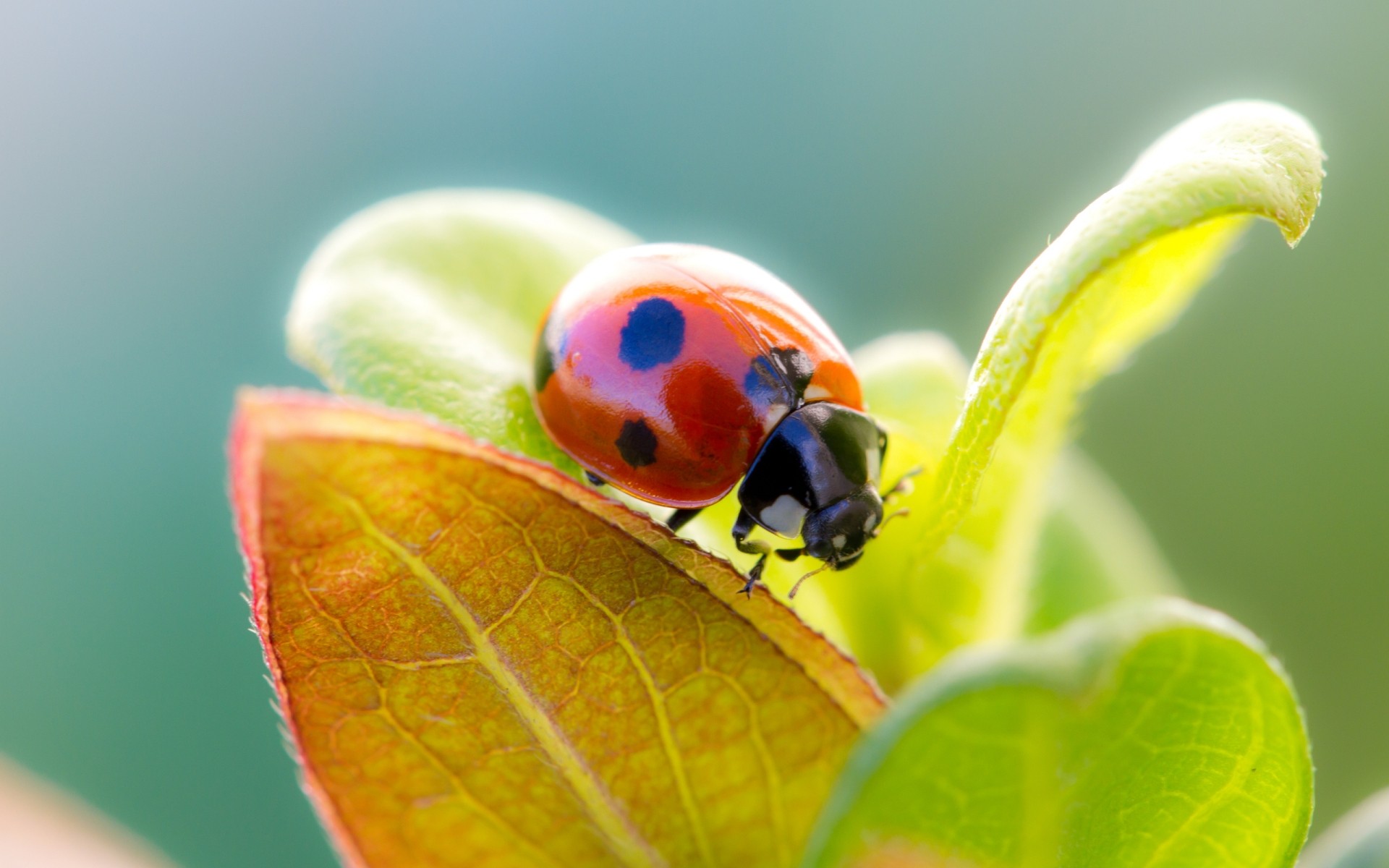 insetti coccinella natura foglia insetto biologia scarabeo estate flora giardino luminoso piccolo colore crescita piccolo close-up