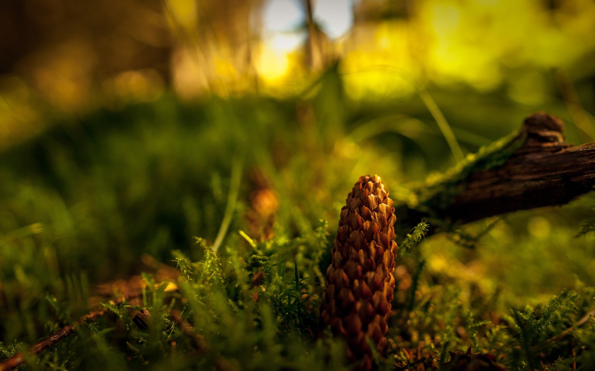 piante natura all aperto sfocatura foglia legno albero autunno erba flora crescita bel tempo