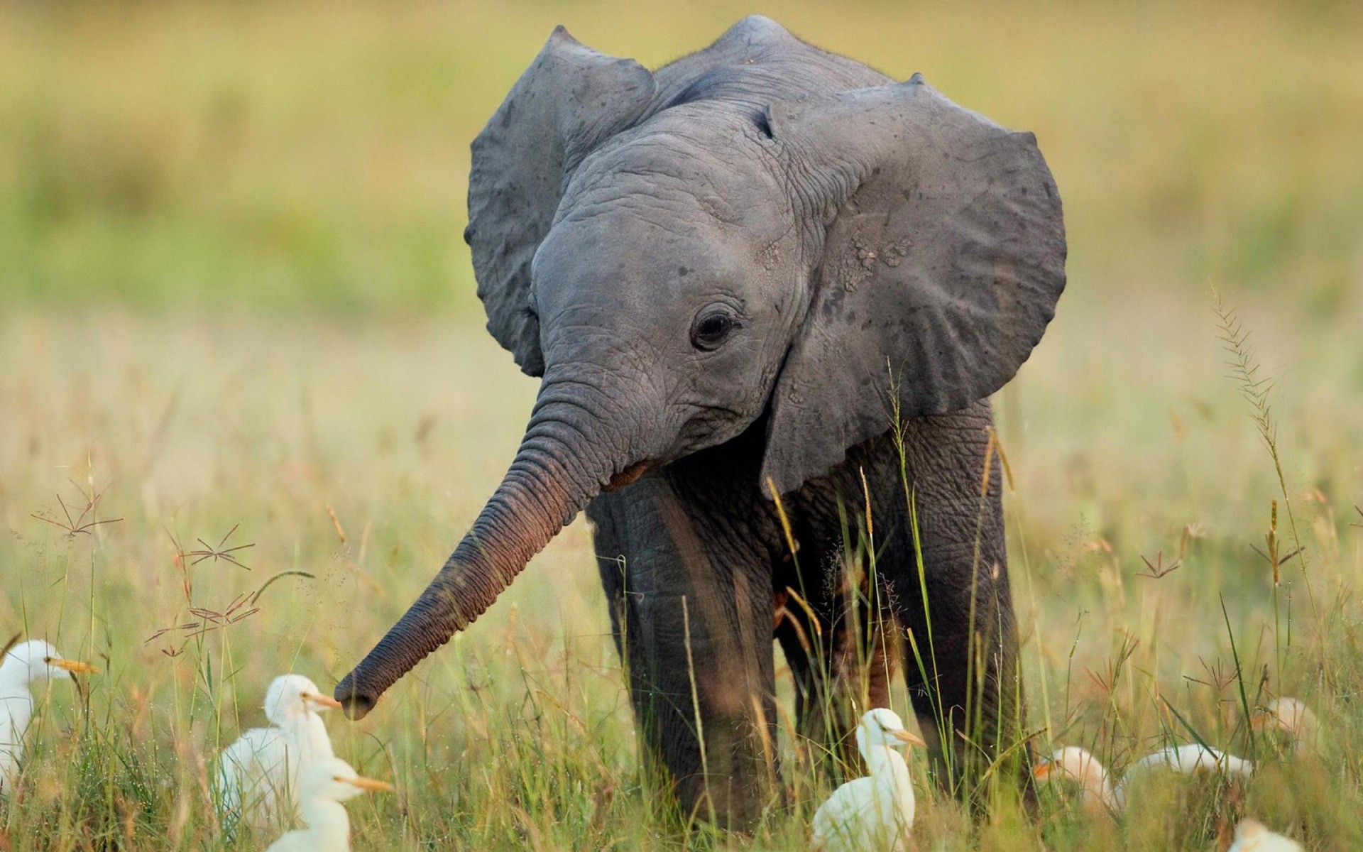 animais vida selvagem animal natureza safari elefante grama selvagem mamífero parque pato