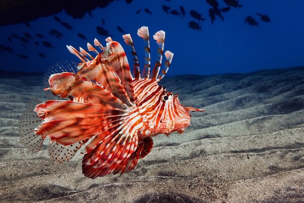 Beautiful fish at the bottom of the ocean