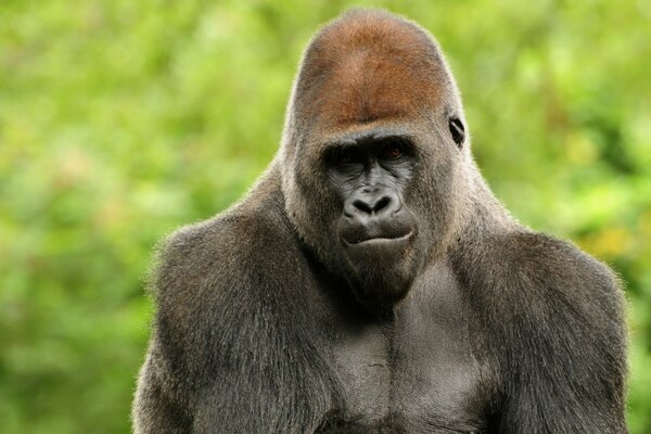 Un singe sérieux dans la nature