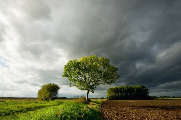 A lone tree separating the territory of the field from the land plantations