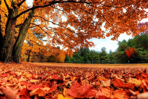 Vue de la forêt d automne depuis le bas