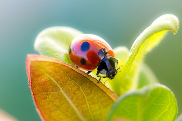 Ladybug on leaves on a green background