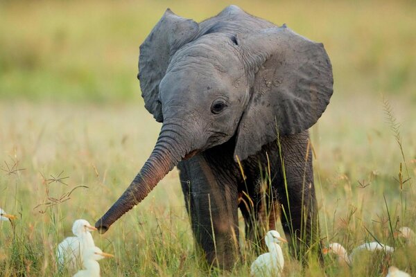 Lindo elefante en la hierba con pájaros