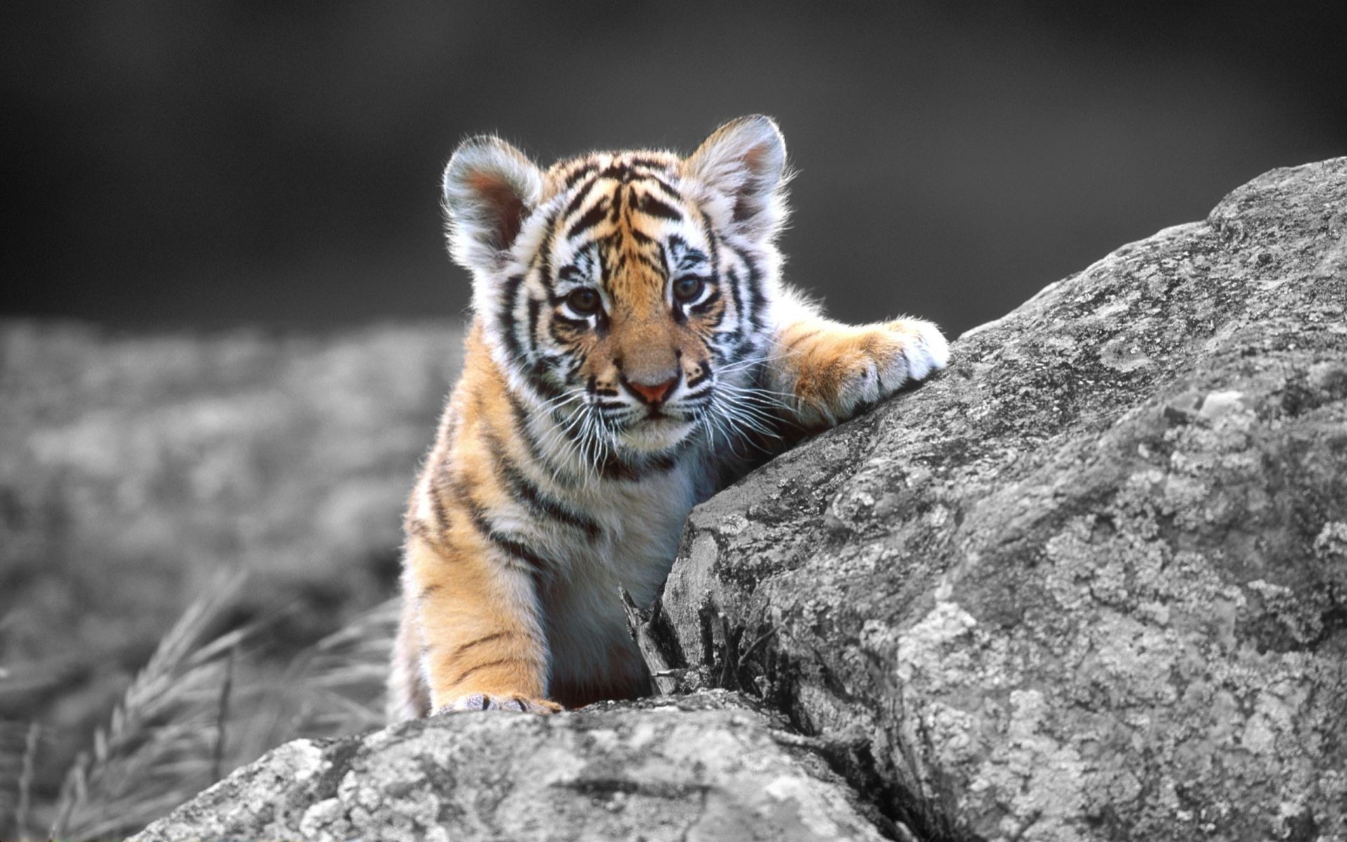 тигры дикой природы природа дикий животное хищник млекопитающее кошка мясоед
