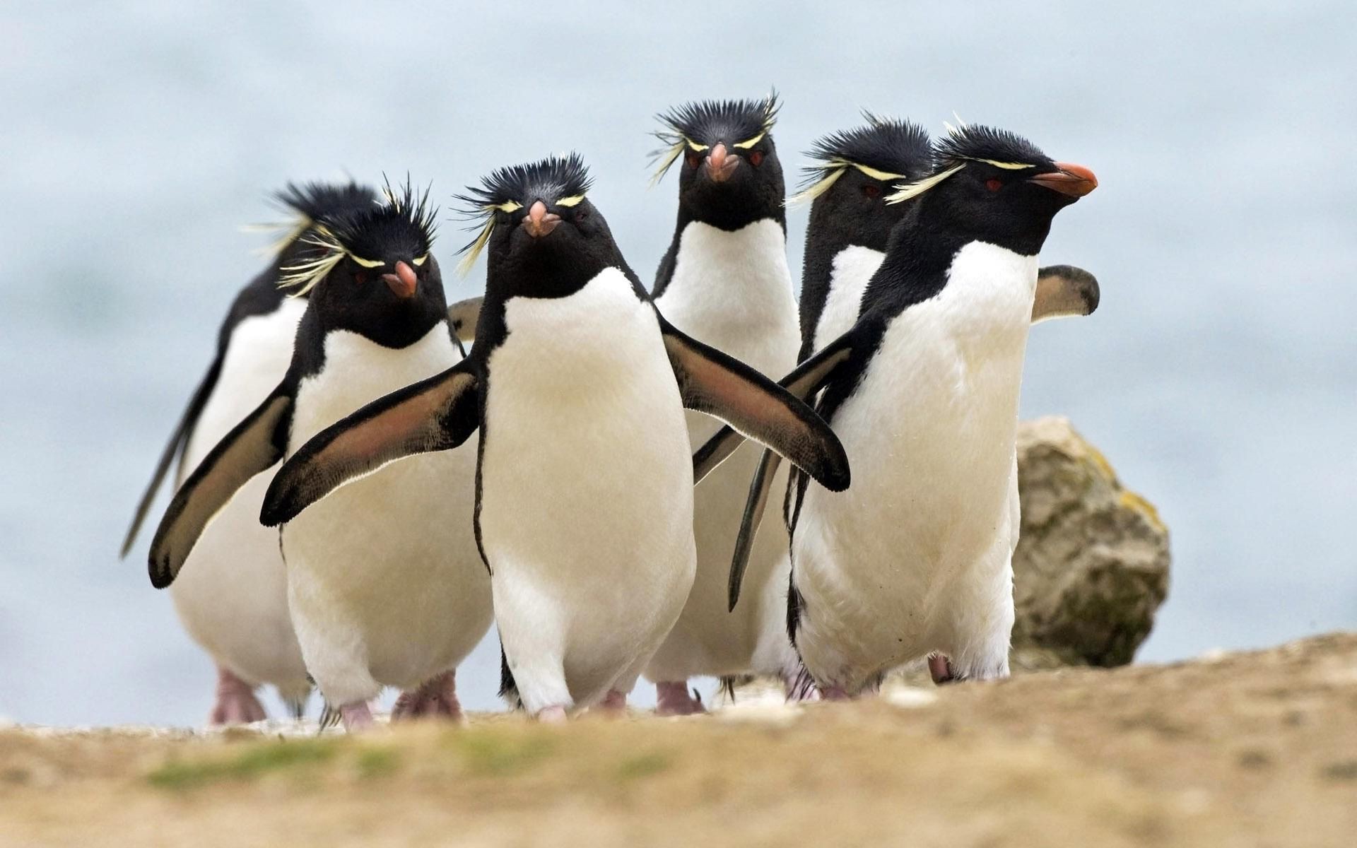 animais vida selvagem pássaro animal mamífero natureza selvagem ao ar livre sozinho gelado pinguins senhoras