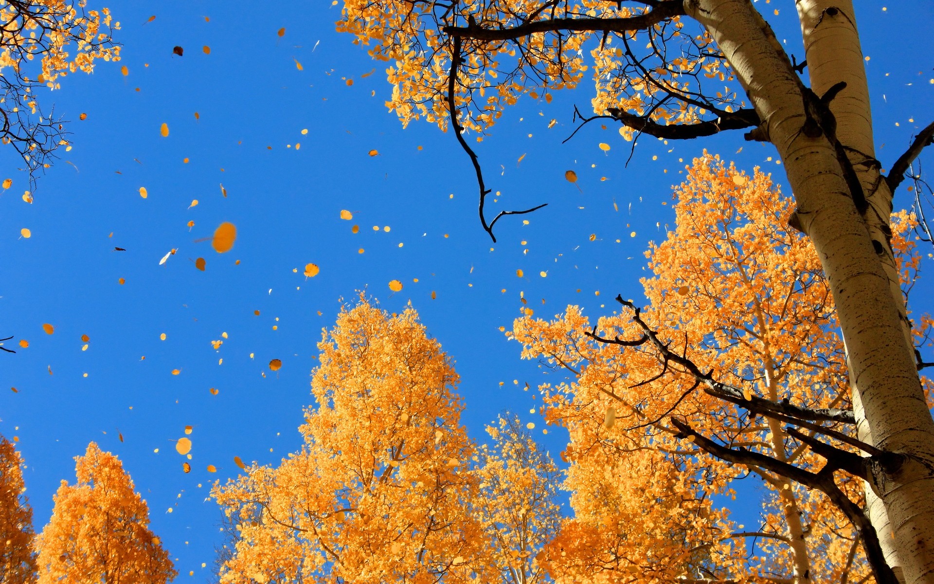 automne automne arbre feuille bois saison branche nature paysage érable lumineux beau temps scénique couleur à l extérieur or ciel feuilles tombent feuilles tombent fond