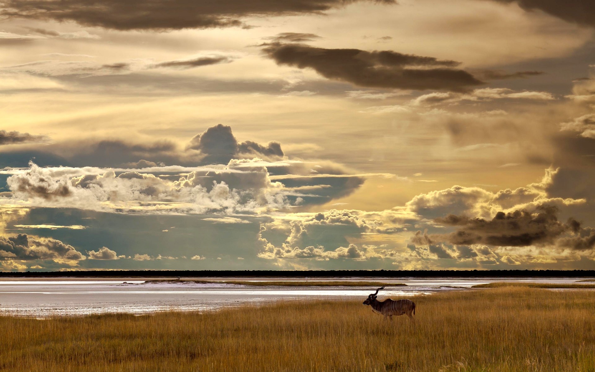 animals sunset water dawn landscape sky lake nature dusk sun travel sea outdoors beach evening antelope