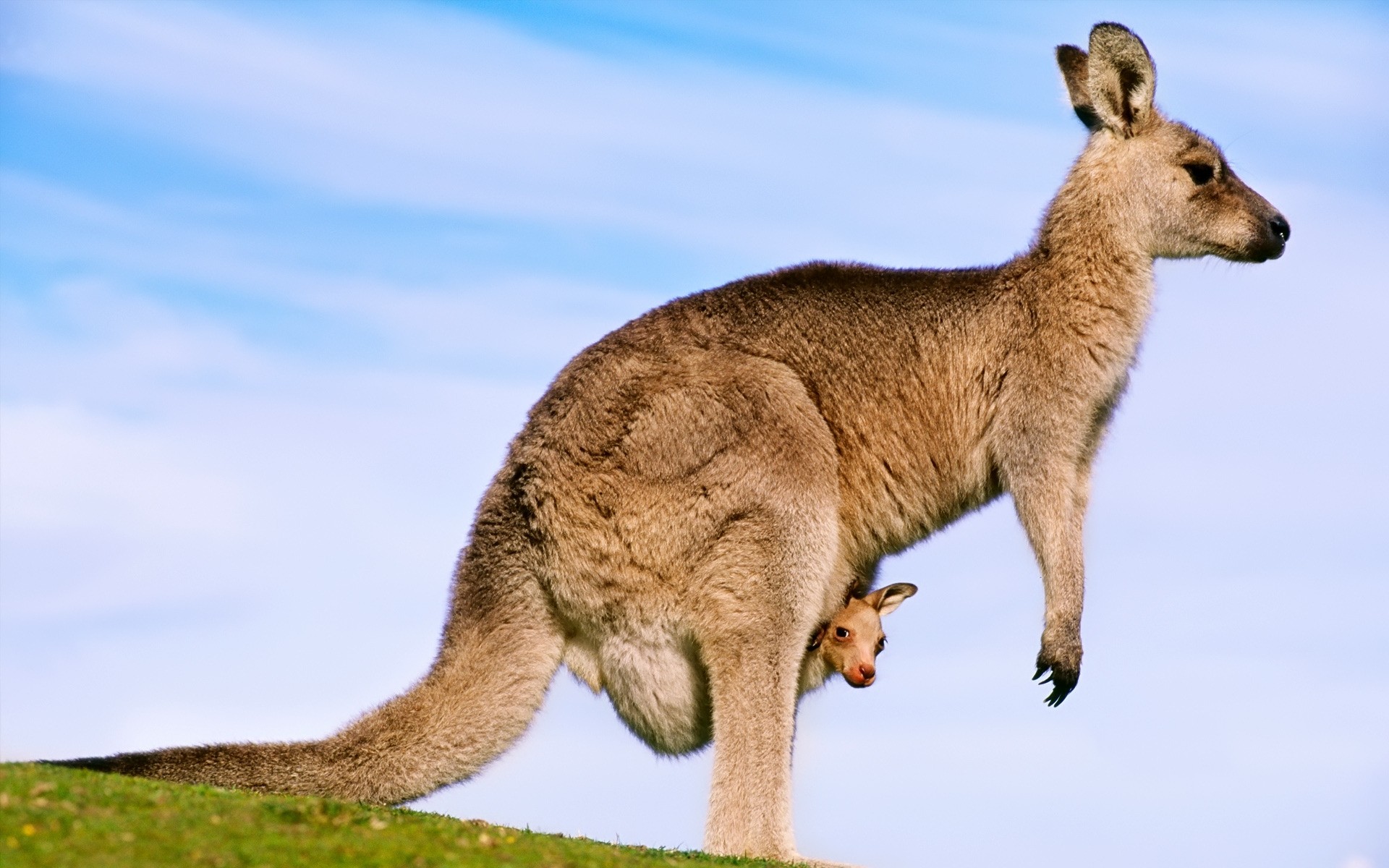 animaux mammifère faune animal vue latérale à l extérieur marsupial deux kangourou portrait