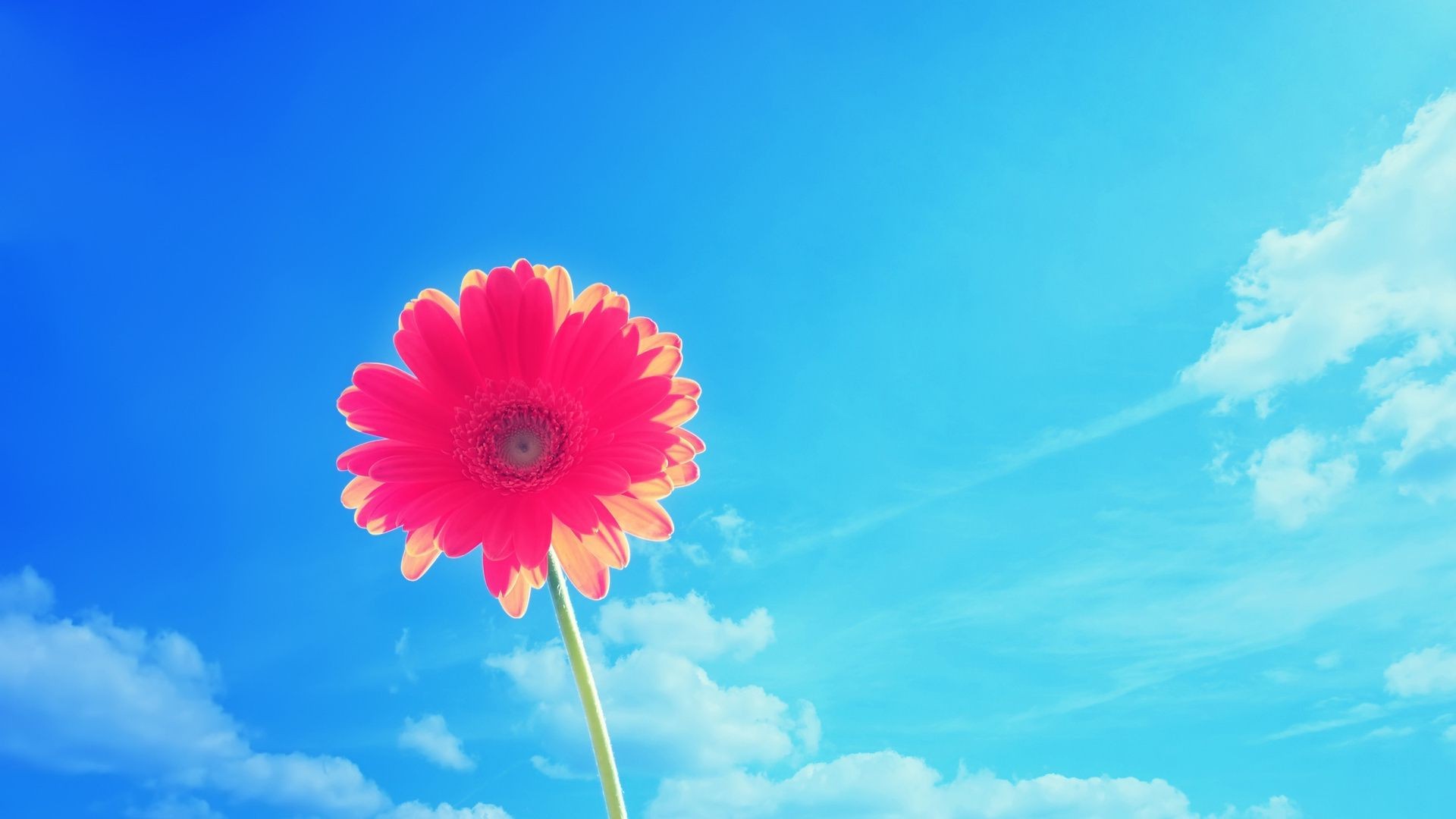 flowers nature summer bright sun sky fair weather flower color season