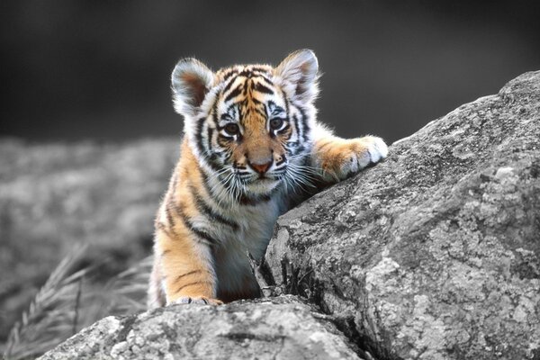 Petit tigre sur les rochers