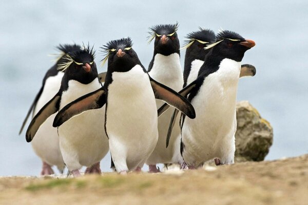 Muitos pinguins andando branco e preto