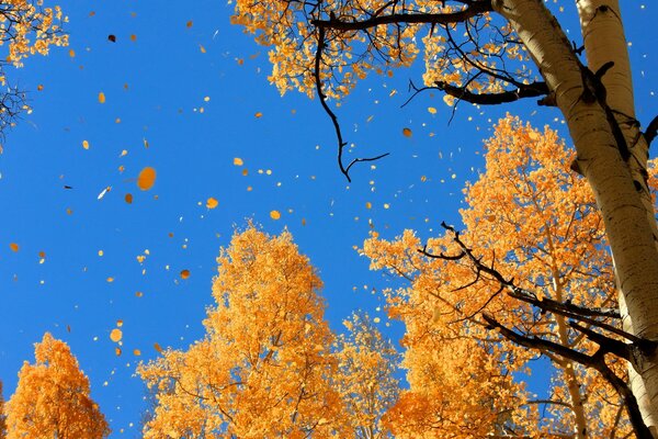 Autumn leaf fall is circling overhead