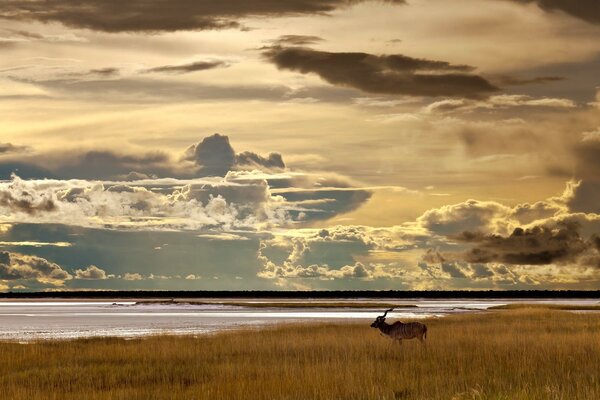 An animal by the water on the background of sunset