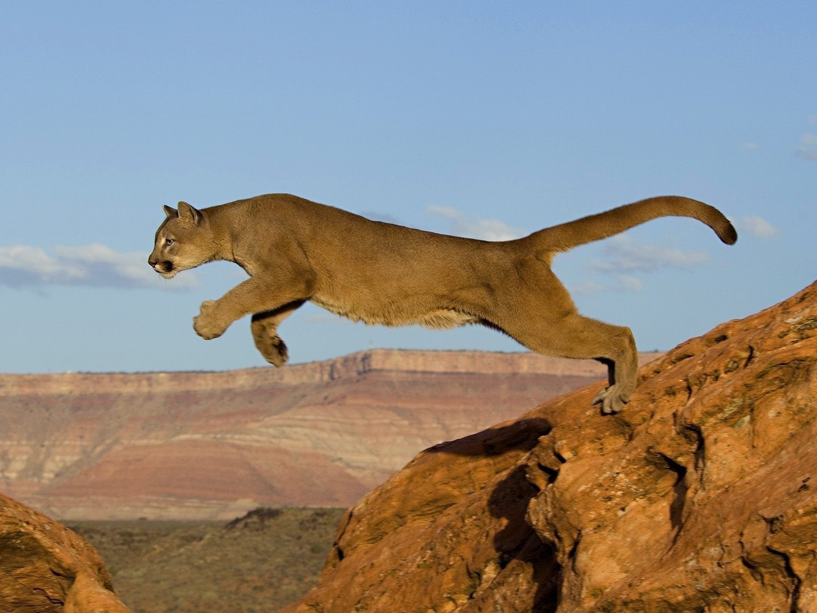 animaux mammifère lion voyage la faune ciel chat à l extérieur rock