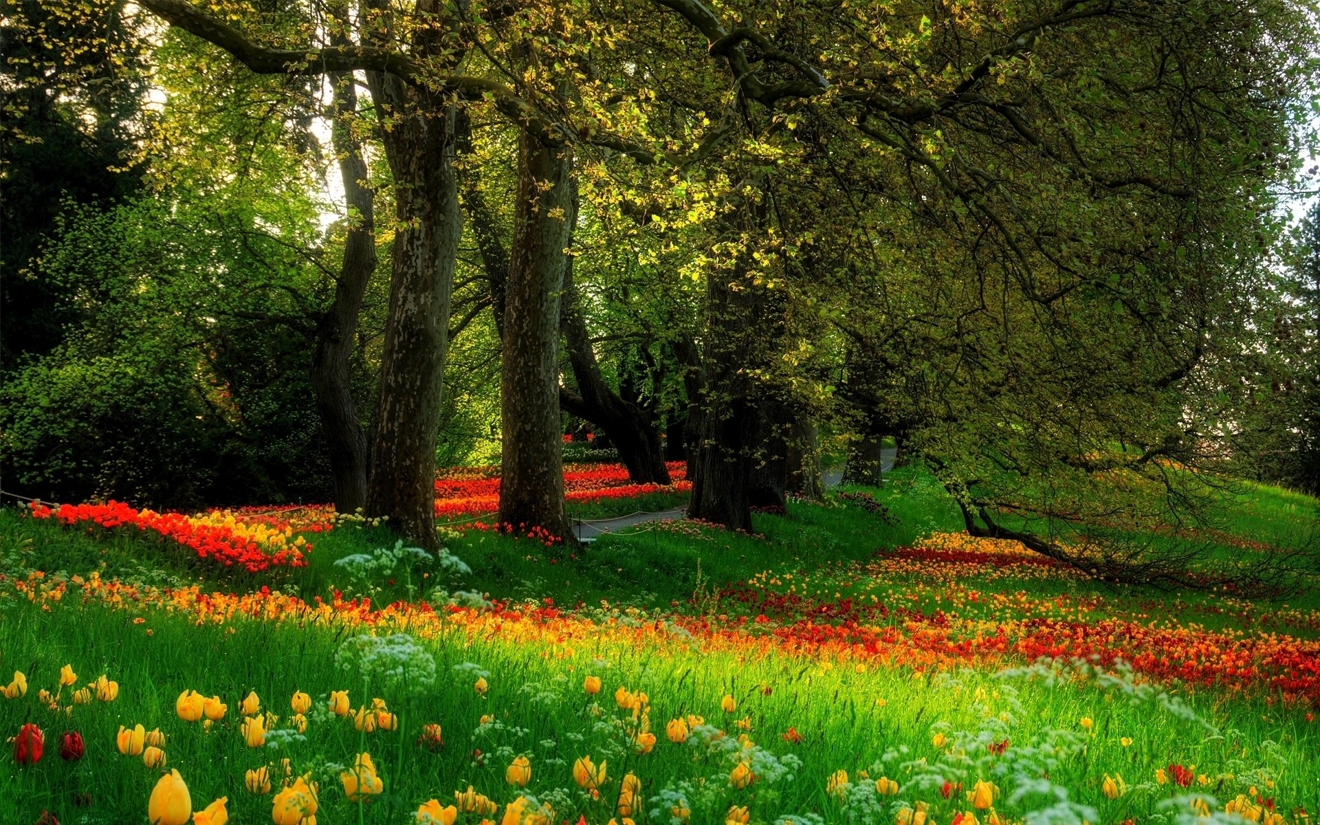 paesaggio fiore paesaggio natura foglia albero parco stagione erba crescita giardino all aperto rurale scenico campagna luminoso bel tempo flora legno ambiente tress colori sfondo