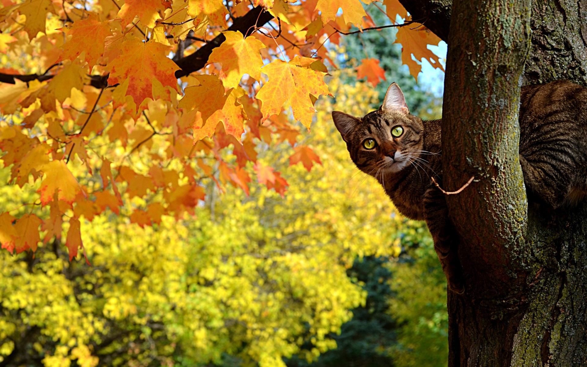 gatos outono árvore folha natureza temporada bordo ao ar livre parque cor flora madeira jardim brilhante ramo folhas fundo engraçado