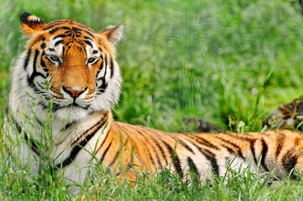 Ein anmutiger Tiger liegt im Gras