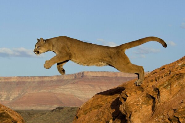 O momento do salto da leoa do penhasco