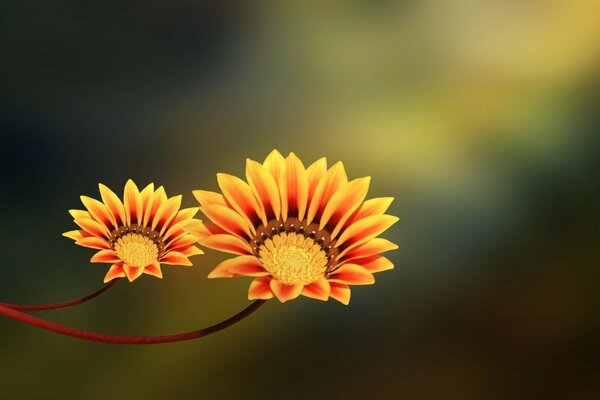 Deux fleurs orange bouchent