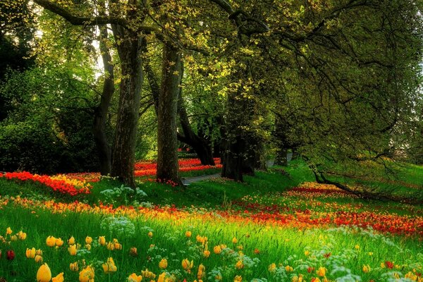 Photos of trees with grass and flowers