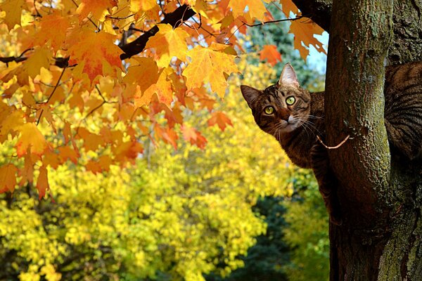 The cat climbed an autumn tree