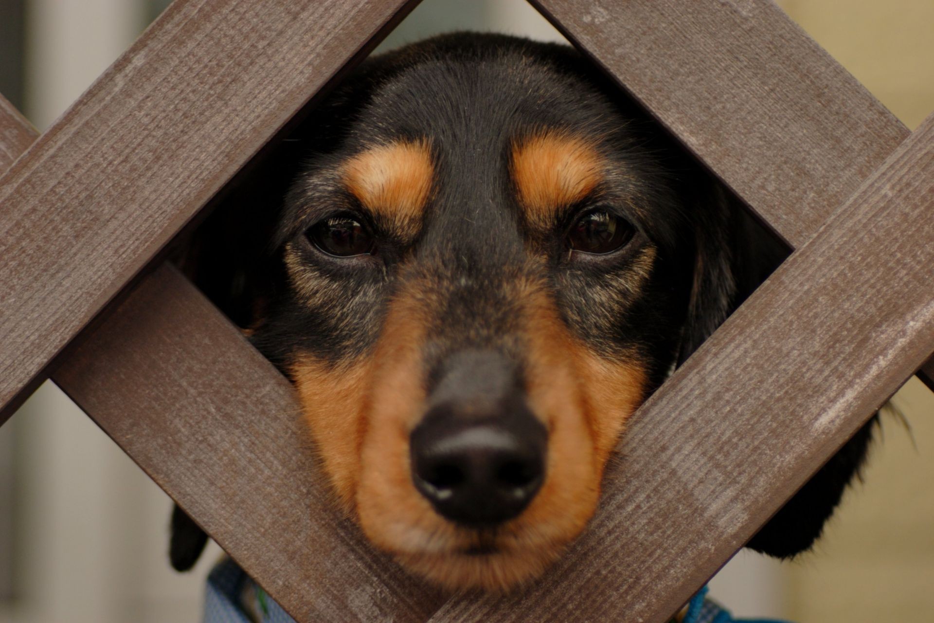 hunde niedlich hund haustier säugetier hundespezialist porträt tier welpe