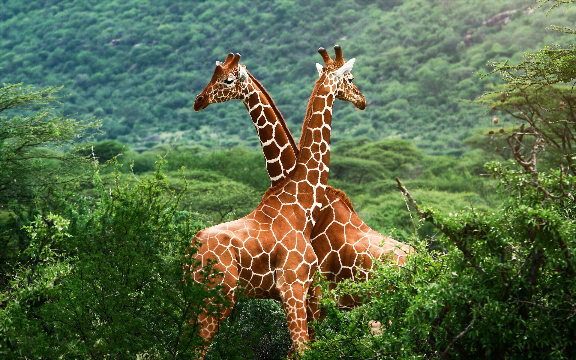 girafas natureza selvagem ao ar livre madeira parque vida selvagem