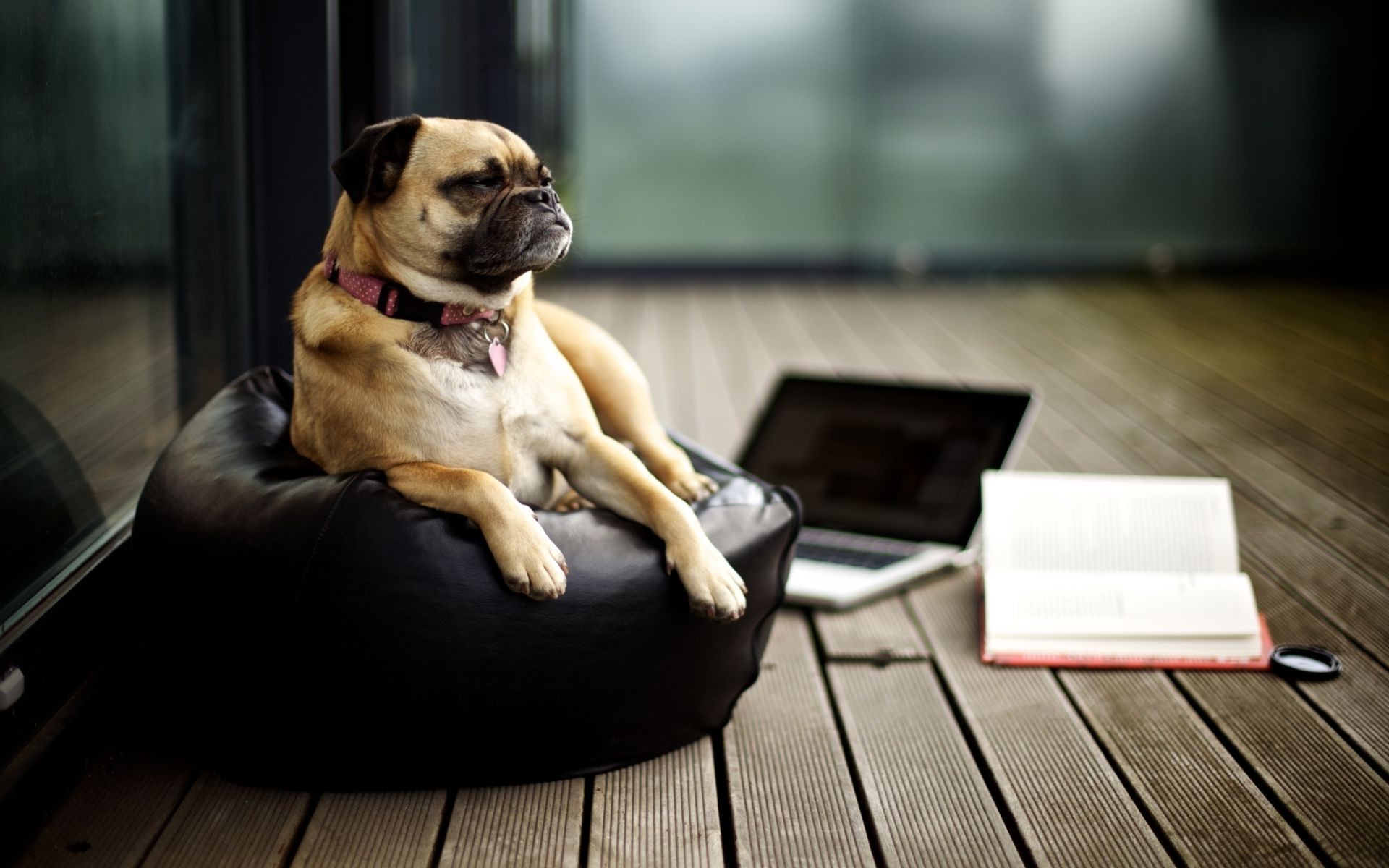 köpekler köpek portre oturmak köpek eğitmeni oturma evde beslenen hayvan kapalı yer memeli bir mobilya kanepe sandalye sevimli oda görüntüleme