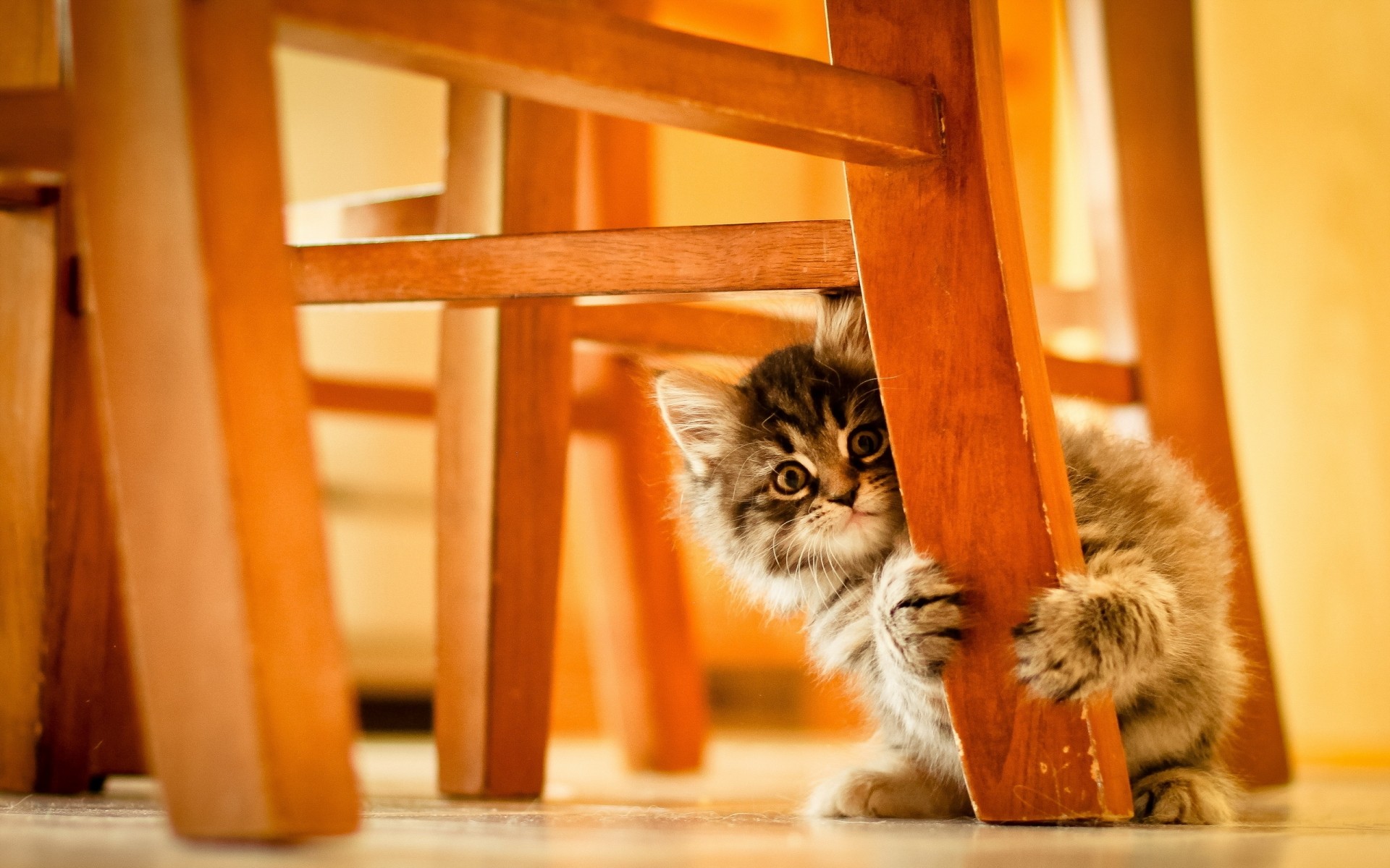 katze katze haustier kätzchen porträt drinnen säugetier niedlich holz kitty hintergrund versteckte katze