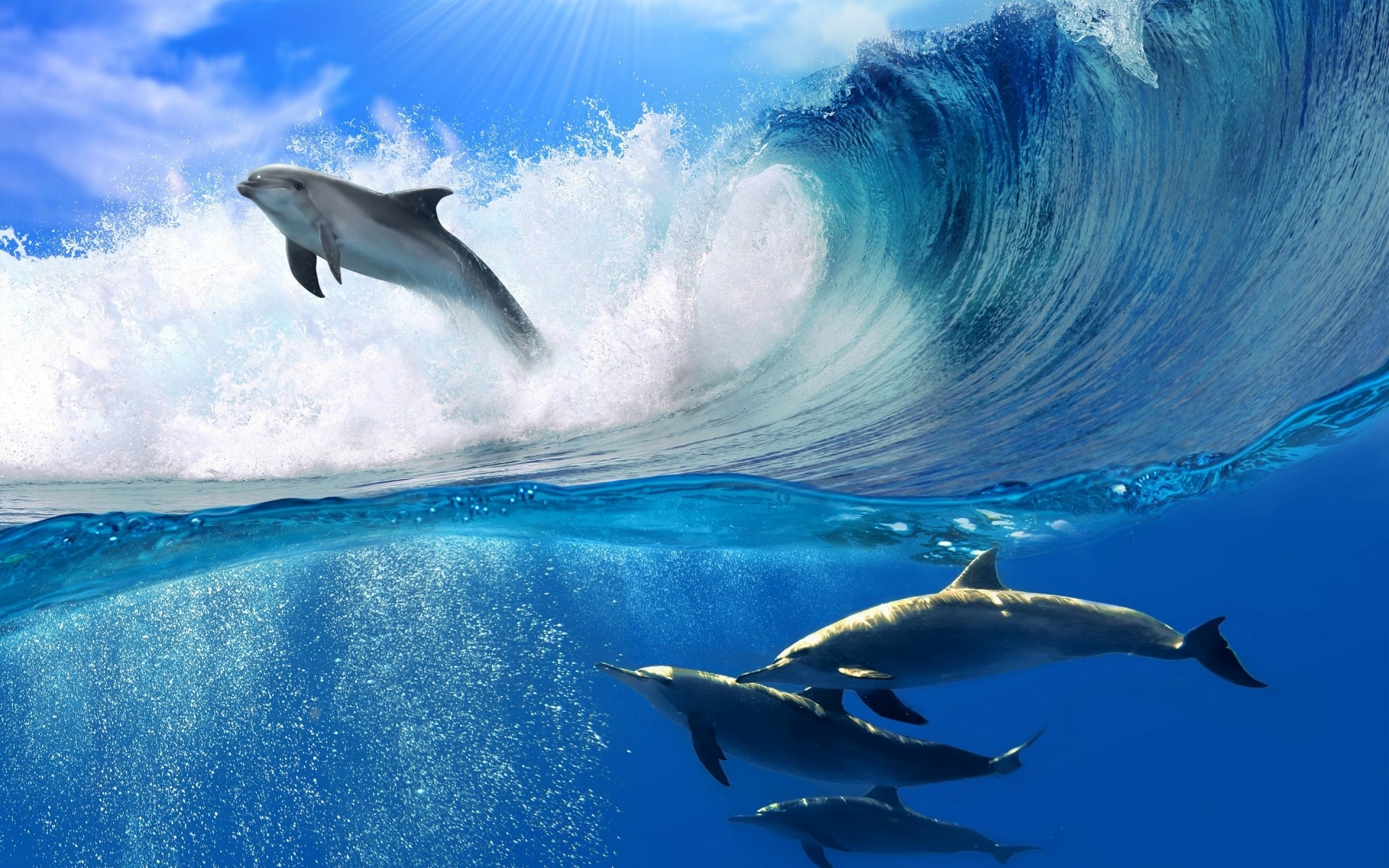 animals water blower dolphin underwater ocean swimming whale sea diving fin travel outdoors wildlife shark surf fish action water sports nature dolphins dolphins show sea dolphins