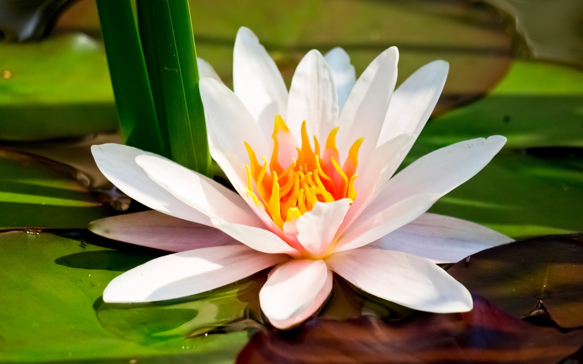 çiçekler lotus yaprak havuz lily çiçek doğa tropikal meditasyon flora zen egzotik çiçeklenme su nilüfer yaz yüzme taçyaprağı bahçe çiçek göl zambak çiçeği arka plan