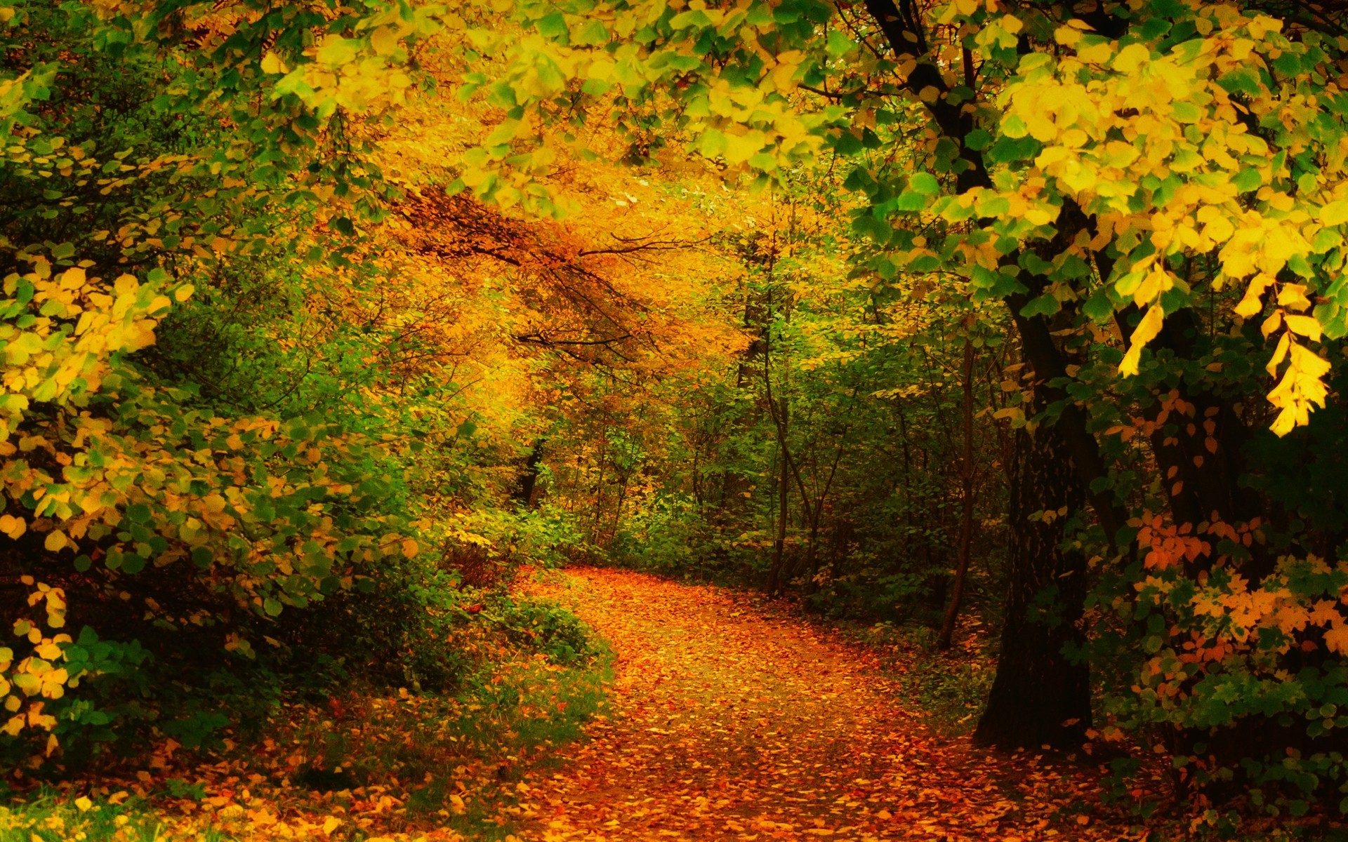 Дорога в лесу засыпанная листьями скачать