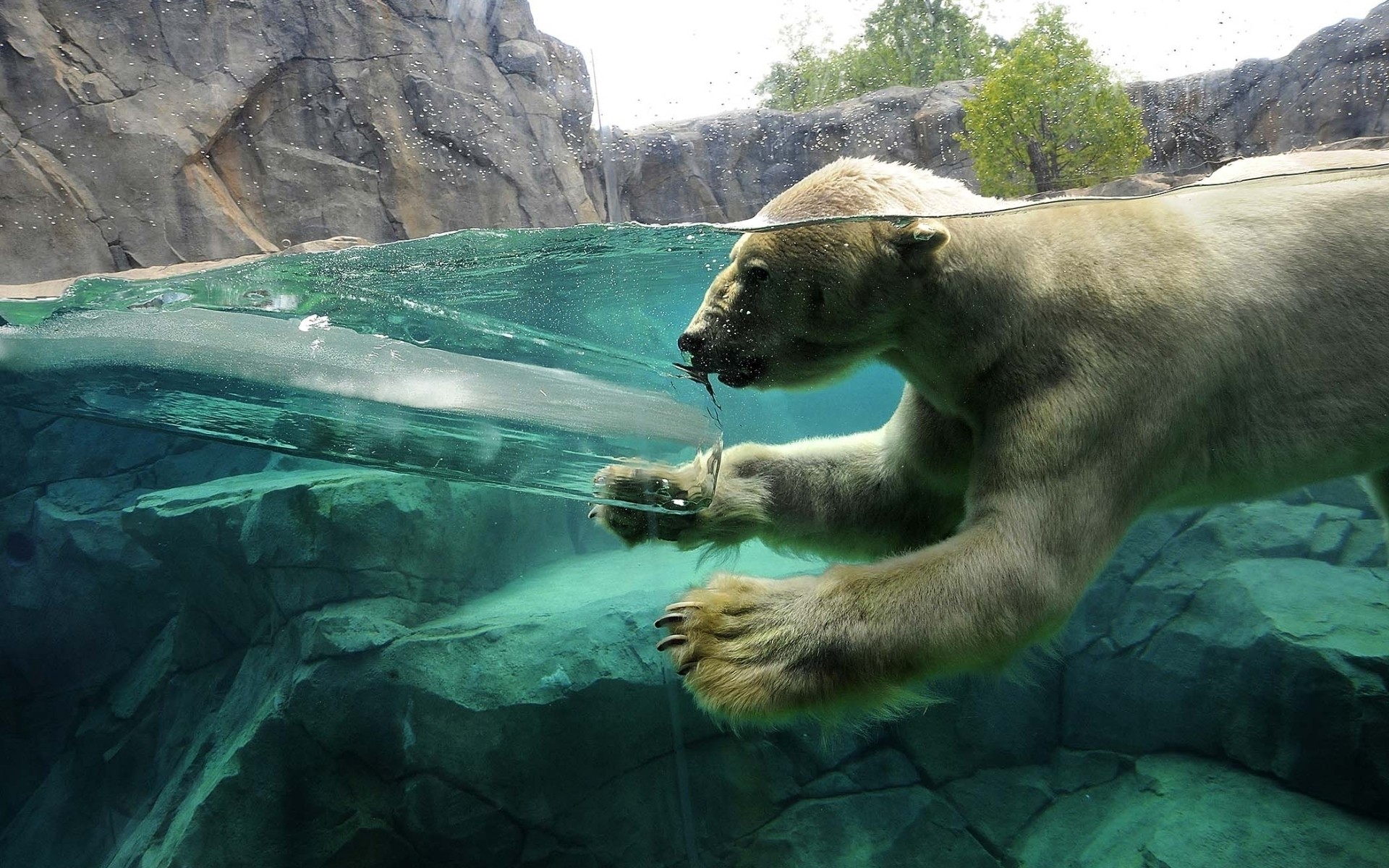 animals water nature travel outdoors wildlife mammal swimming river wild zoo summer polar bear bear