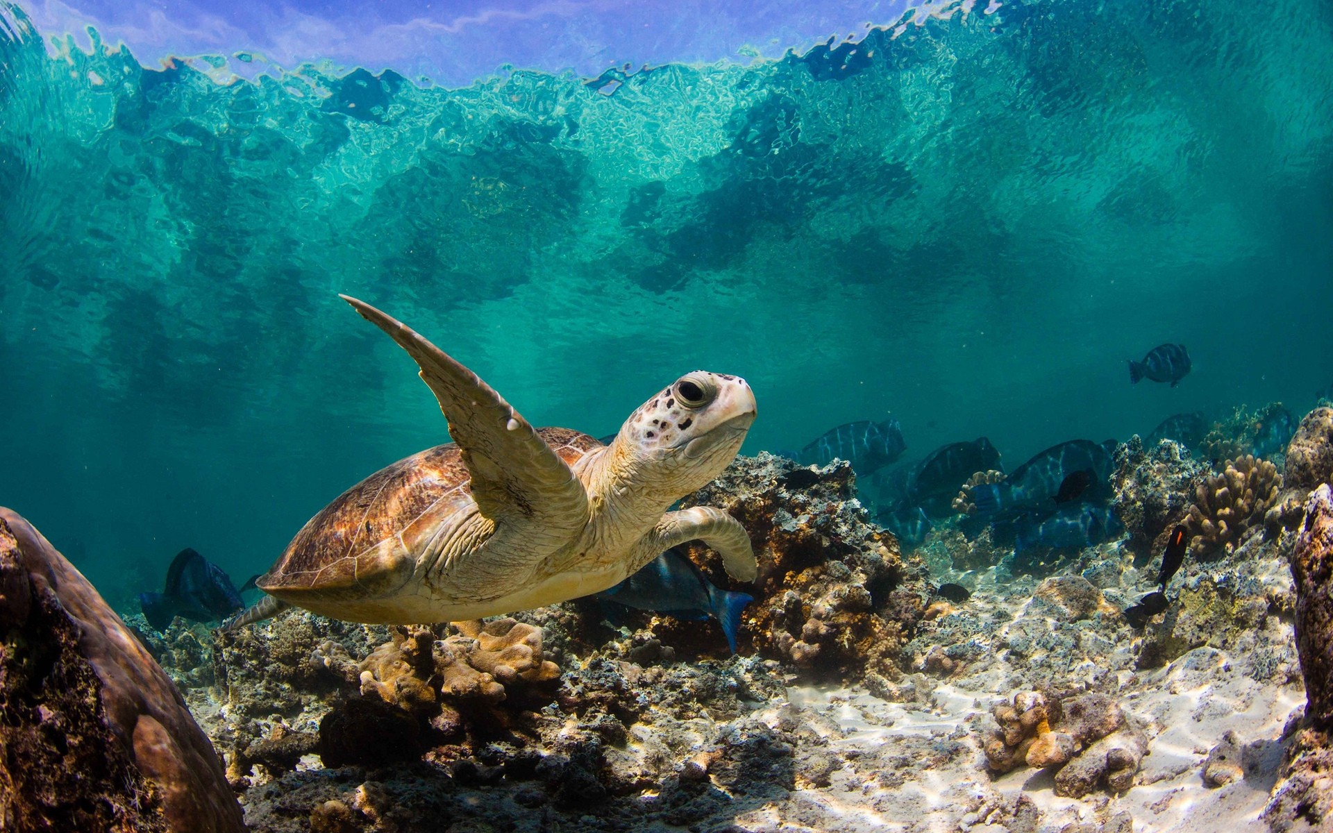 animales bajo el agua peces arrecife coral tortuga océano mar agua natación buceo vida silvestre marina snorkeling naturaleza tropical tortuga tortuga grande