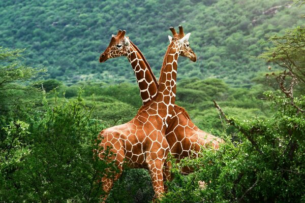 Animal avec un long cou sur fond de forêt